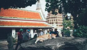 Sleeping Cat at the Temple in Thailand